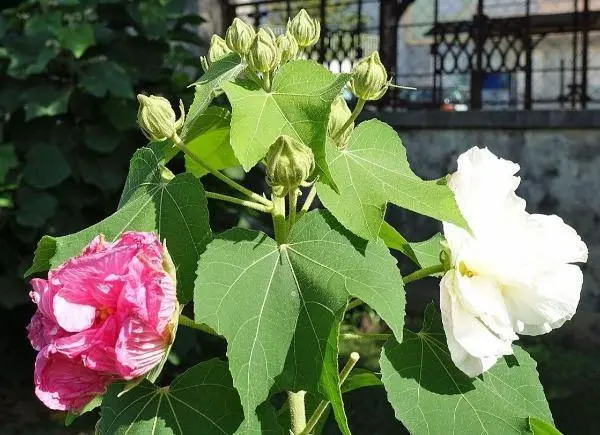 US Seller Hibiscus Mutabilis Double Cotton Rose 100 Seeds - £12.26 GBP