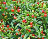 Premium Chile Pequin Bird Eye Hot Pepper Seeds Fast Shipping - £7.18 GBP