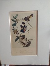 American Redstart Audubon Bird Print 15&quot; x 11.5&quot; Matted Lithograph 377 - £23.23 GBP