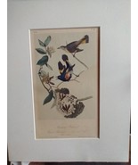 American Redstart Audubon Bird Print 15&quot; x 11.5&quot; Matted Lithograph 377 - £23.52 GBP