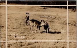 RPPC Forest Beauties Deer of Pennsylvania Caulkins Photo Postcard Z23 - £7.95 GBP