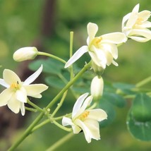 Moringa Oleifera Pkm2 5 Seeds - $18.40