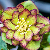 100PCS Novelty  Flower Seeds High Germation - $58.47 MXN