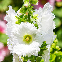 100 Alcea &#39;Chaste White&#39; Seeds - £7.86 GBP