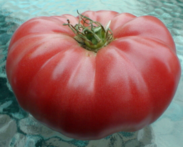 25 Pc Seeds Watermelon Beefsteak Tomato Vegetable Plant, Tomato Seeds | RK - £13.25 GBP