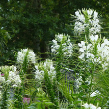 Fresh Garden White Queen Cleome Seeds 100 Non-GMO  - £6.95 GBP
