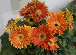 Gerbera Daisy Seeds Majorette Sunset Orange 15 Seeds   - £20.78 GBP