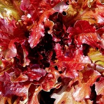 Red Salad Bowl Lettuce Heirloom Lettuce Non GMO Garden Bulk Seeds - $171.34 MXN