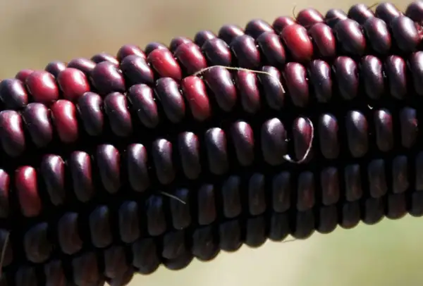 35 Bloody Butcher Red Corn Edible &amp; Heirloom Zea Mays Vegetable Seeds Fresh - £7.86 GBP