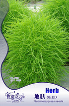 120 Seeds / , Green Kochia Scoparia Molly Scoparia Grass Gorgeous Plants... - $3.70