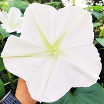 30 Pcs Huge Tropical White Night Blooming Flower Seeds #MNTS - £6.17 GBP