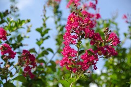 20 Seeds -Crepe Myrtle red- fuschia Blooms-Small Tropical Tree Shrub- Zones 8+  - £3.13 GBP