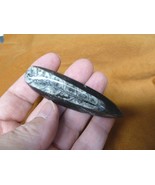 f369-8) LG Orthoceras marbleized fossil straight horn shell nautiloid ce... - $13.99