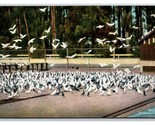Squab Ranch at Hotel Potter Santa Barbara California CA UNP DB Postcard W16 - $4.90