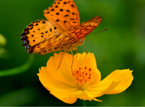 MBK Butterfly Cosmos Gold Yellow Sulphureus Seeds Pollinator Fresh Garden - $8.79