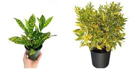 Gold Dust Croton Live Plant Well Rooted 7 To 10 Inches Tall - £23.97 GBP