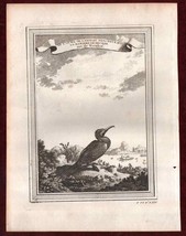 1749 Le l&#39;Ouwa ou l&#39;Oiseau Nieuhof Schley Copperplate Engraving Bird Duck - £47.17 GBP