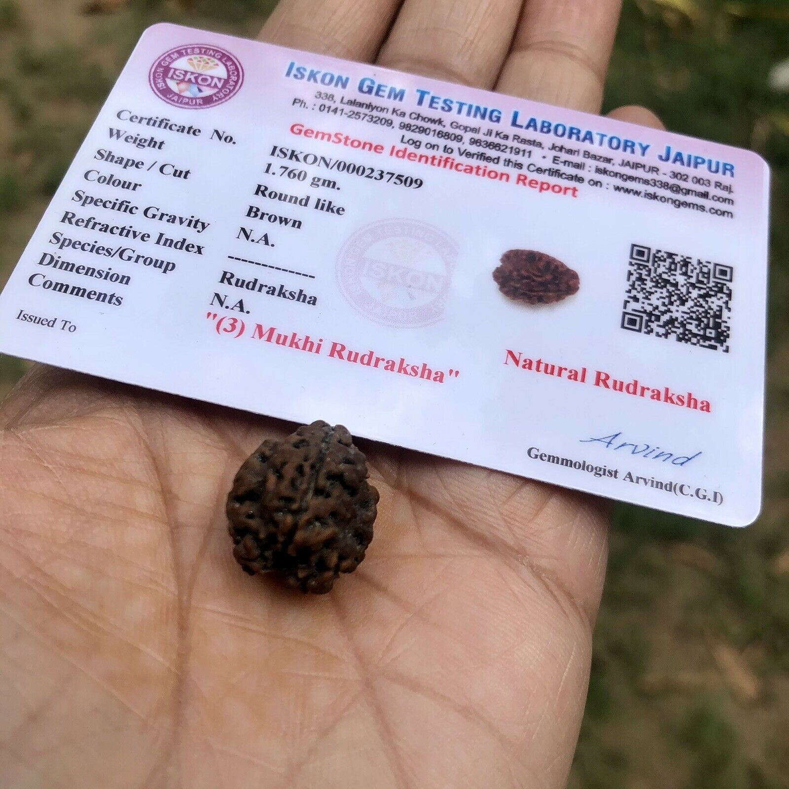 LAB CERTIFIED 3 Mukhi RUDRAKSHA Teenmukhi Rudraksh 3 Face Rudraksham 1 p... - $13.99