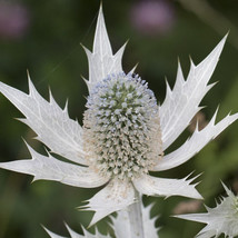 50 Silver Sea Holly Seeds (Eryngium Giganteum) Perennial House Plant Flo... - $13.95