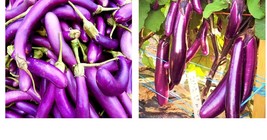 Long Purple Eggplant Seeds - Fresh Garden Seeds - £14.38 GBP+