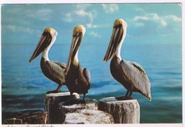 Postcard Tropical Florida Three Pelicans - £2.17 GBP