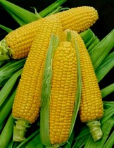 Golden Bantam Sweet Corn 50 Seeds, Organic, Heirloom NON-GMO, - £10.05 GBP