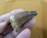 (DF233-168) 1-3/4&quot; Fossil MOSASAURUS Dinosaur tooth Mosasaur dig fossil ... - £21.79 GBP