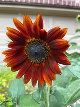 100 Seeds Red Sun Sunflower Heirloom Speed Planting Garden Beauty Fast - $8.35