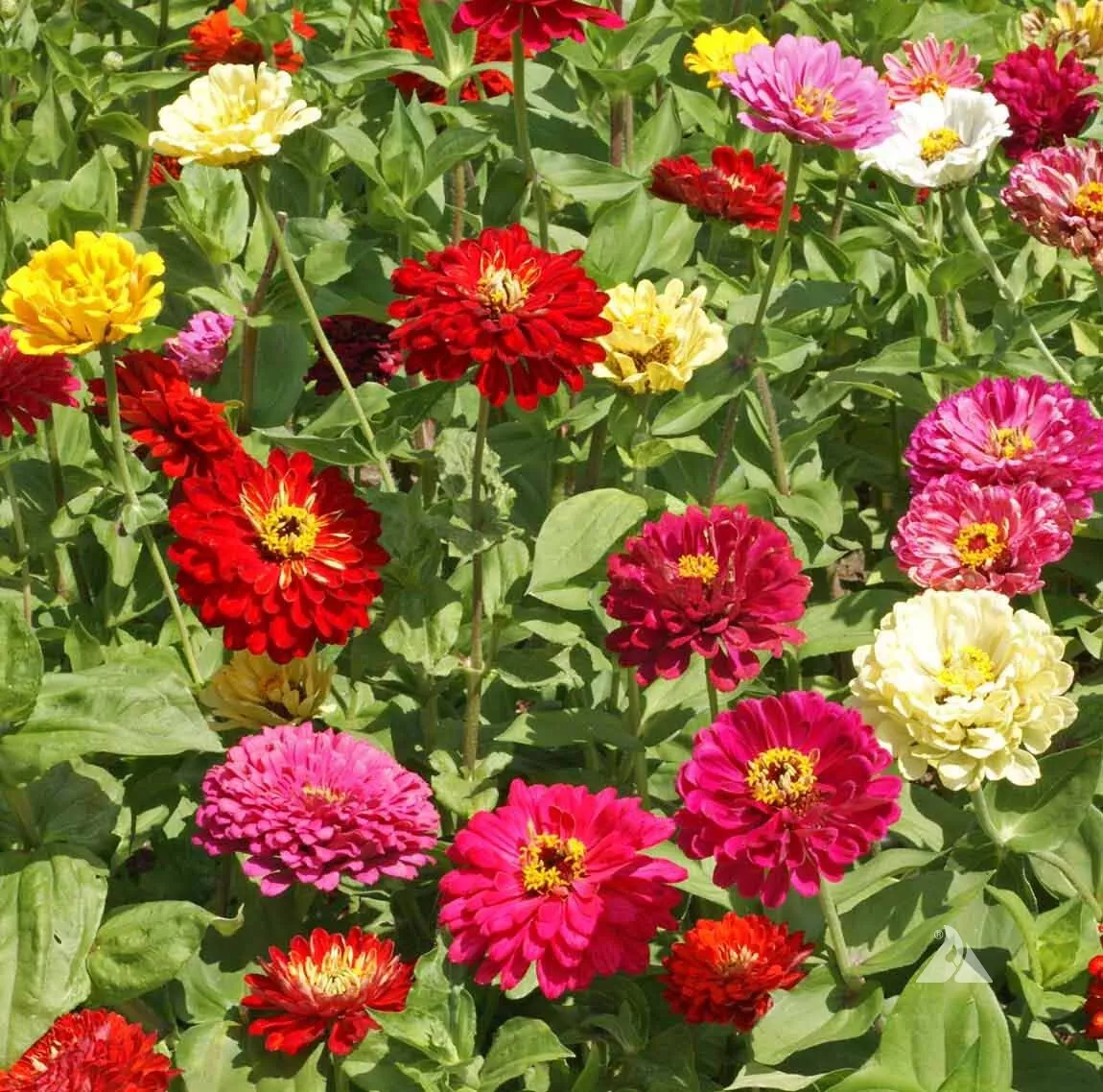 State Fair Zinnia Seeds Flower Elegans Annual MIXED USA SELLER  100+ Seeds - £4.62 GBP