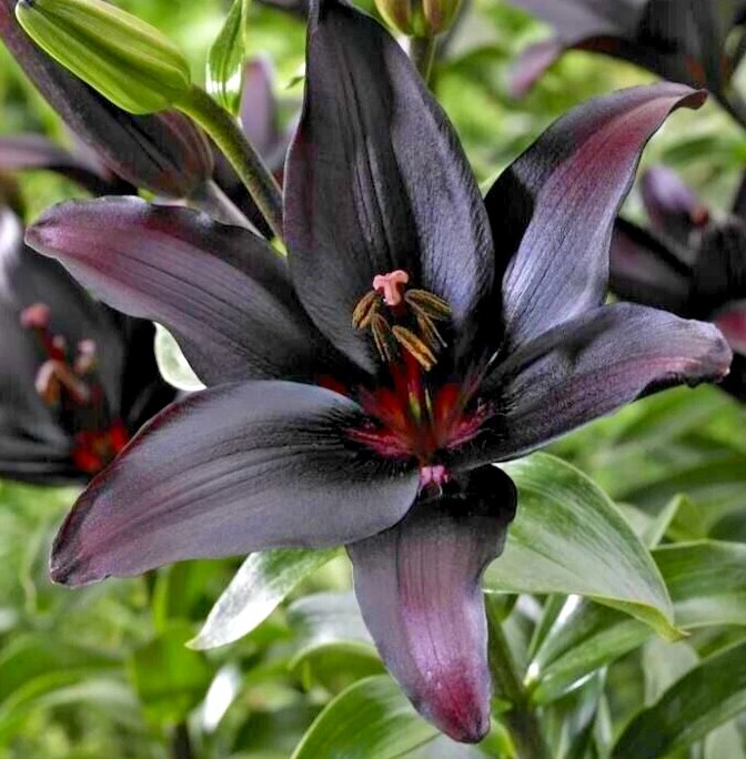 Lilium LANDINI ASIATIC LILY 1 Live Flower Bulb Large Burgundy Red Near B... - $571.09 MXN