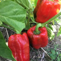 USA SELLER King Of The North Bell Pepper Sweet Pepper Seeds Naturally Grown Vege - £13.84 GBP