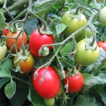 Seeds 50 Seeds Amish Paste Tomato Seeds Gardening USA SHIPPING - £9.90 GBP