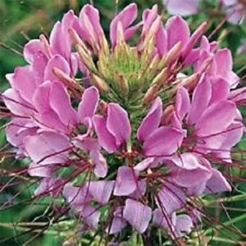 50 Giant Pink Queen Cleome Flower Re Ing Annual Fresh Seeds for Planting - £14.48 GBP