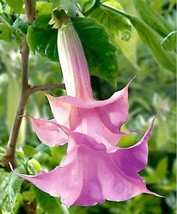 10 DBL Lt Purple Rose Angel Trumpet Seeds Flowers Seed Brugmansia Datura 641 USA - £11.08 GBP