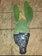 Prickly Pear Cactus EDIBLE Pads/Fruits Vegetables LIVE PLANT 2 Pads Tall... - $10.40