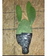 Prickly Pear Cactus EDIBLE Pads/Fruits Vegetables LIVE PLANT 2 Pads Tall... - $10.40