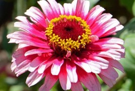 Zinnia Ice Queen Red White Large Annual 51 Seeds Garden USA - $4.48