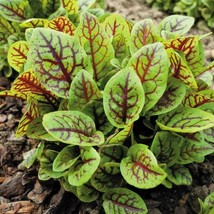 Red Vein Sorrel Seeds Rumex Acetosa Packet Of 40 Seeds USA SELLER Fast Shipping - $17.94