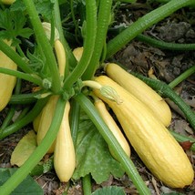 BPA Straightneck Squash Seeds 25 Ct Early Prolific Summer Squash Yellow Vegetabl - £7.18 GBP