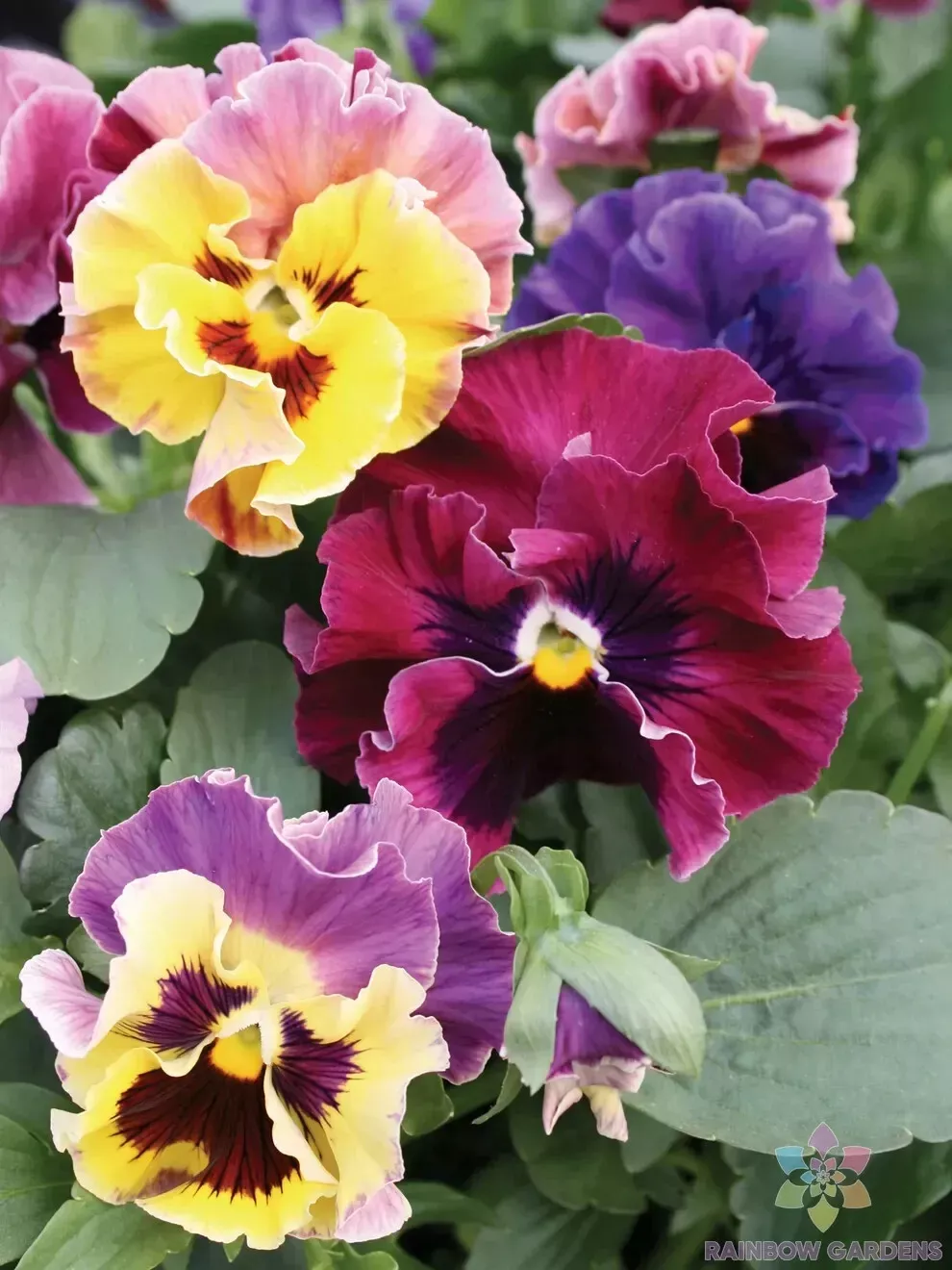 200 Moulin Rouge Mix Pansy Viola Seeds Fresh Seeds USA - $9.96