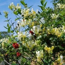 Lonicera Scentsation Honeysuckle Fragrant Approx 9-16 Inch Dormant Gardening Fre - £27.52 GBP