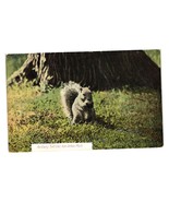 Vintage Postcard Michigan Squirrel Posted July 1909 Antique Grandpa Note - £5.35 GBP
