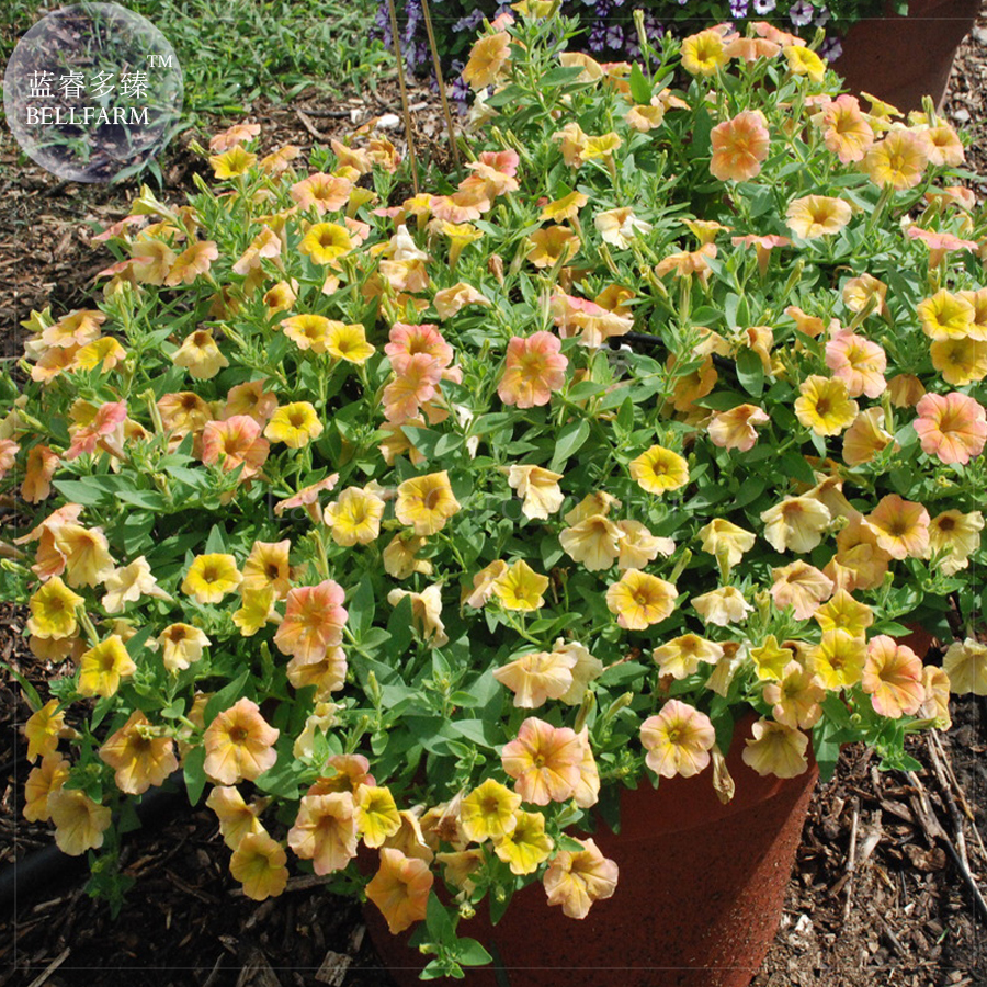 Yellow Orange Star Petunia Seeds 200 Seeds Pack Annual Yellow Petals With Orange