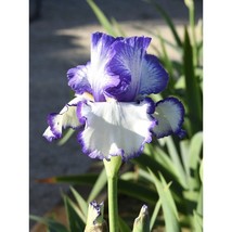 Iris Tall Bearded German Iris Presby&#39;s Crown Jewel Schreiner One Rhizome - $9.90