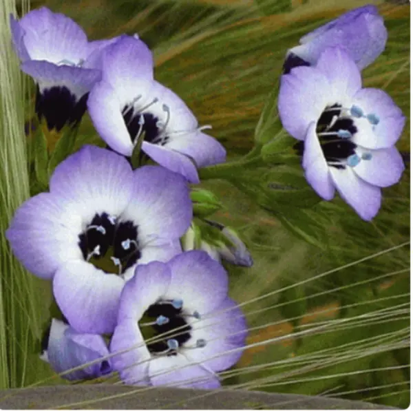 Birds Eyes Premium Flower Gilia Half Gram Fresh Seeds - £10.03 GBP