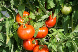 Rutgers Tomato Seeds 30 Seeds Nongmo Jersey Tomato 2 We Ship 3 - $5.89