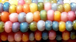 Glass Gem Corn Seeds Colors Are Amazing Fresh Seeds Fast Shipping - $18.98