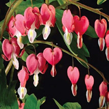 New Fresh 10 Bleeding Heart - Pink Old Fashioned Dicentra Formosa Shade ... - £13.20 GBP