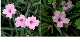 5 Pink Mexican Petunia Ruellia Brittoniana Perennial Well Rooted Plug Size Plant - £25.53 GBP