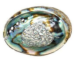 3&quot; - 4&quot; Abalone Shell Incense Burner - £17.25 GBP